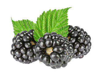 Blackberry with leaves isolated. Png transparency
