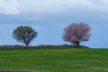 Naklejka na ściany i meble Almond trees with white flowers in a green field in springtime