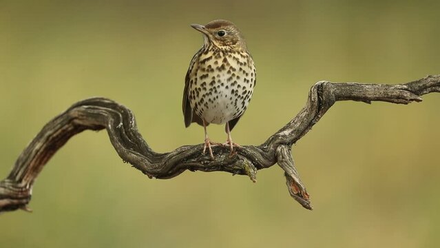 Song thrush on a perch near a natural water point in a mediterranean forest at first light in the morning.