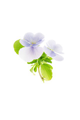 light blue viola flowers isolated on a white background