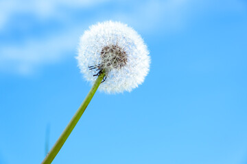 Fototapeta na wymiar White dandelion on blue sky background. Beauty in nature. Up view. Sunny meadow. Lawn weeds. Reach for the sun. Competition and goal achievement concept. Ideality. Ideal. Springtime. Soft focus. Blur