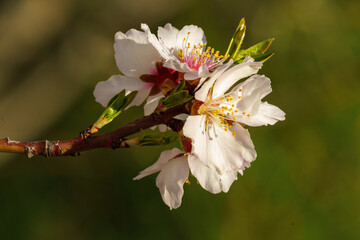 Almond tree branches with white blossoms and unfocused background in springtime