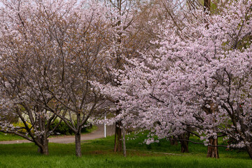 Obraz na płótnie Canvas 公園の桜並木