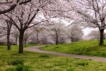Fototapeta na wymiar 公園の桜並木