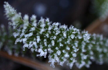 Achillea millefolium, herb leaf covered with frost