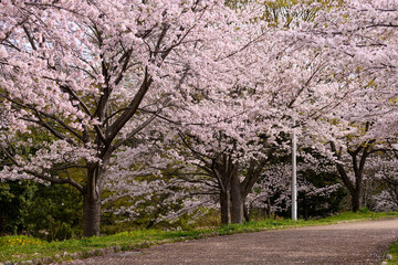 Fototapeta premium 公園の桜並木