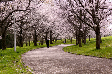 公園の桜並木