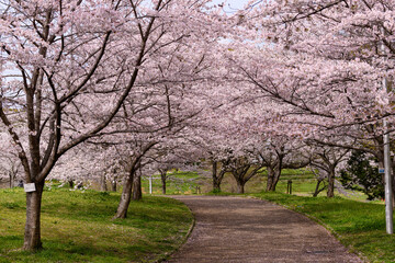 公園の桜並木