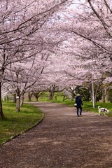 公園の桜並木