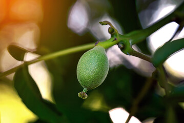 Walnut tree with young nut. Green walnut on tree.