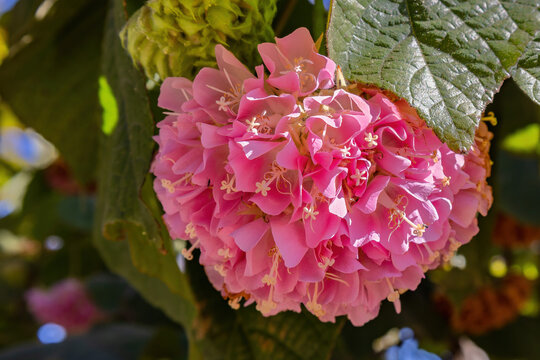 Pink Dombeya Flower (Dombeya wallichii) in the park also know as pinkball or tropical hydrangea on green leaves background. Round blossoms of pink ball tree. Exotic tropical flora.