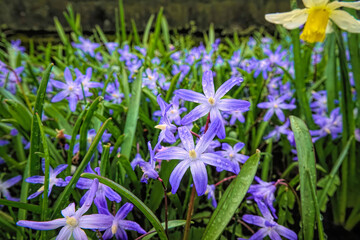 Close-up on a bright and early flowering Turkish blue Boissier's Glory-of-the-Snow, Scilla luciliae - obrazy, fototapety, plakaty