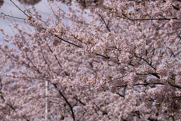 公園の桜並木