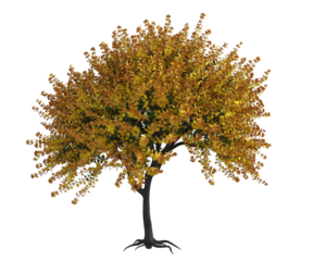 Albero con e senza foglie bianche, arancioni, verdi, gialle, rosse fondo trasparente e isolato