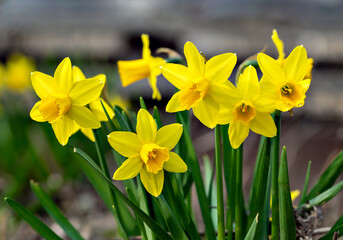 Obraz premium near view of yellow blossoms of a daffodil plant in spring