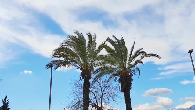 Tall green tropical palm trees against a blue sky