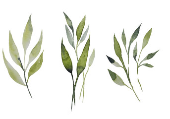 Fototapeta premium Watercolor set of different types of field grasses, flowers, leaves, spikelets, lush, spring. Botanical background, perfect for cards, banners, textiles, wallpaper, invitations