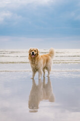 The cute golden retriever dog and sea view background and shadow reflection 