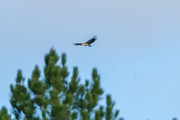 Griffon vulture raptor flying near the branches of a tree at dawn