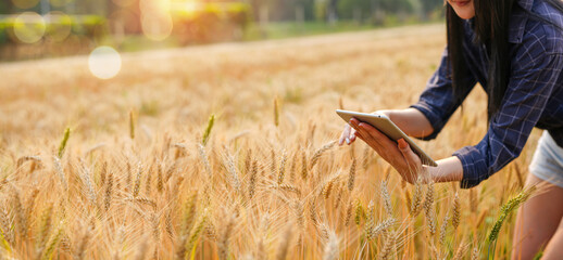 Farmer man with digital tablet working on farm agricultural concept work in the rice fields