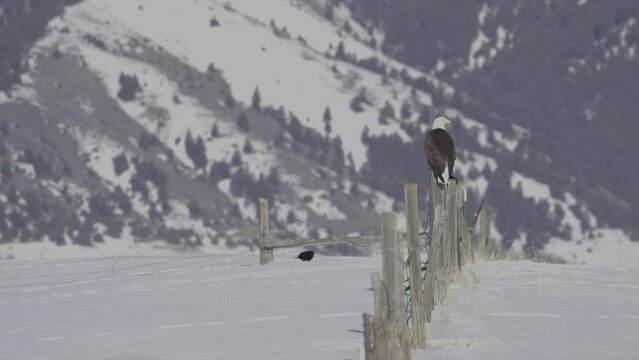Bald eagle in bozeman montana during winter