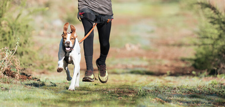 Dog and its owner taking part in a popular canicross race. Canicross dog mushing race. Spring outdoor sport activity