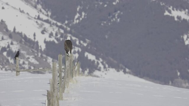 bald eagle looking over the valley covered in snow