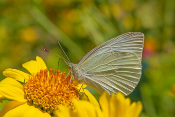 close up of small white butterfly sitting on yellow flower