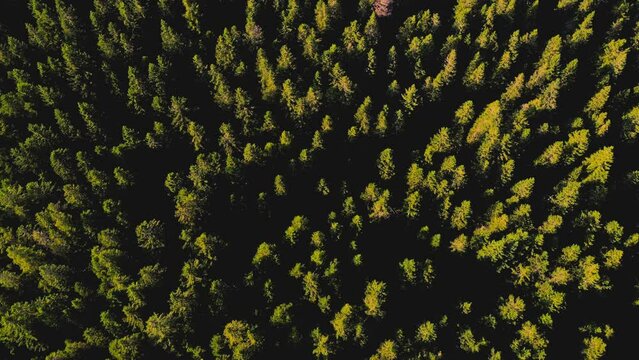 Aerial 4K footage of Lovren&scaron;ka jezera, which is set of interconnected lakes located in the heart of the Rogla. Surrounded by forests, this destination offers a chance to relax in the beauty of nature.