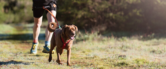 Dog and its owner taking part in a popular canicross race. Canicross dog mushing race. Spring...