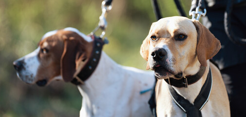 Canicross, bikejoring.Two dogs labrador retriever mushing race, fast  sled dog pulling transport...