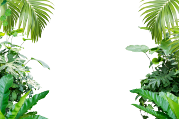 frame of tropical leaves