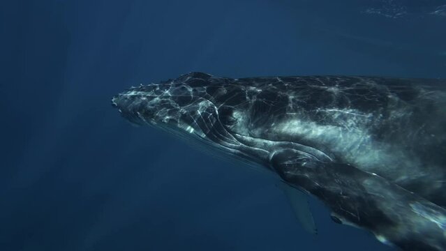 calf humpback whale swims very close underwater 4k