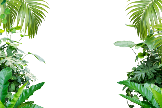 frame of tropical leaves