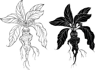 Contour mandrake