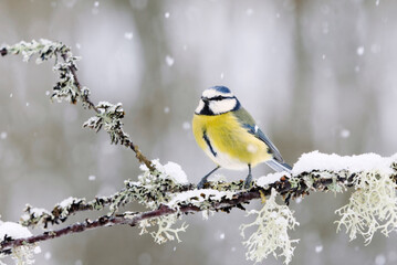 Eurasian blue tit (Cyanistes caeruleus) sitting on a branch in snowfall in early spring.