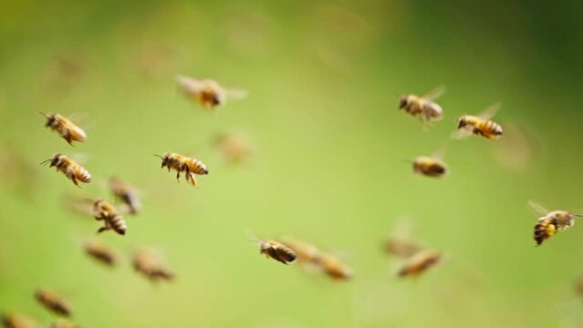 Slow motion of Swarms of bees are flying in the spring sunshine In front of the emerald green background of nature