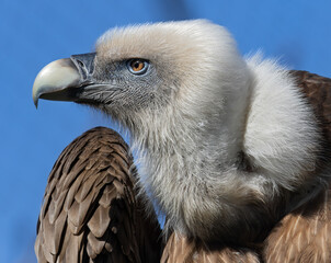 Close-up view of a Eurasian griffon vulture (Gyps fulvus)
