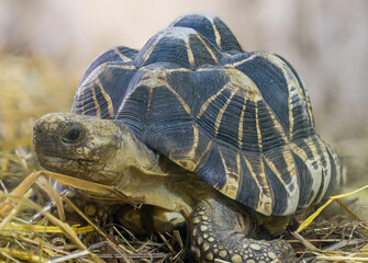 Frontal Close-up view of a Burmese star tortoise (Geochelone platynota)