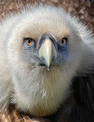Frontal Close-up view of a Eurasian griffon vulture (Gyps fulvus)