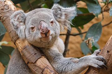 Frontal view of a koala (Phascolarctos cinereus)