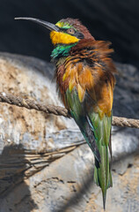 Close-up view of an European bee-eater (Merops apiaster)