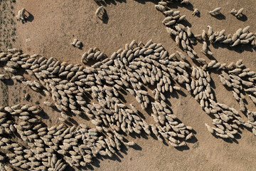 Aerial overhead view of herd of sheep on dry land