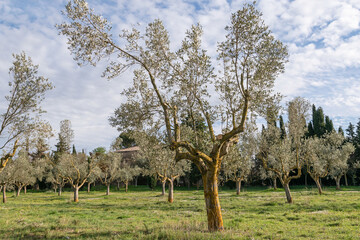 Olive trees in spring