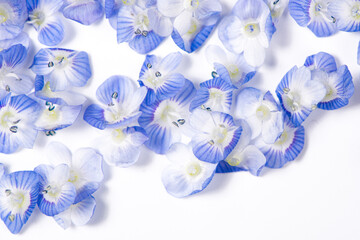  Tiny blue flowers veronica polita on  white background.