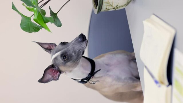 Smart dog whippet is sitting on a chair at the table. Vertical video. The dog barks