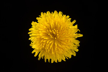 yellow dandelion flower isolated on black background.