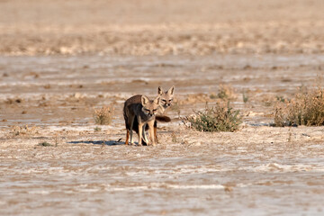 Mating pair of Bengal fox also known as the Indian fox in Greater Rann of Kutch