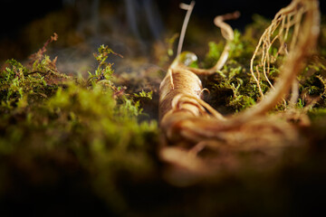 Ginseng, ginseng on moss background	
