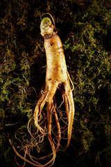 Ginseng, ginseng on moss background	